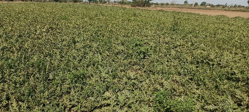 તરબૂચ નો વડો આપ...