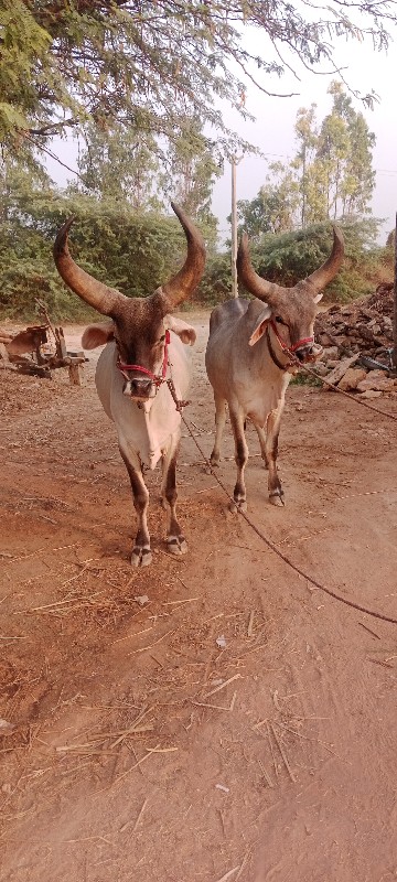 વઢીયારા વાંસડા...