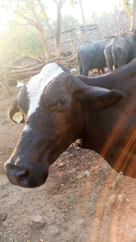 આ ગાય વેચવાની છ...