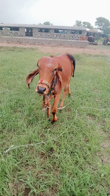 હોડકી વેચવાની છ...