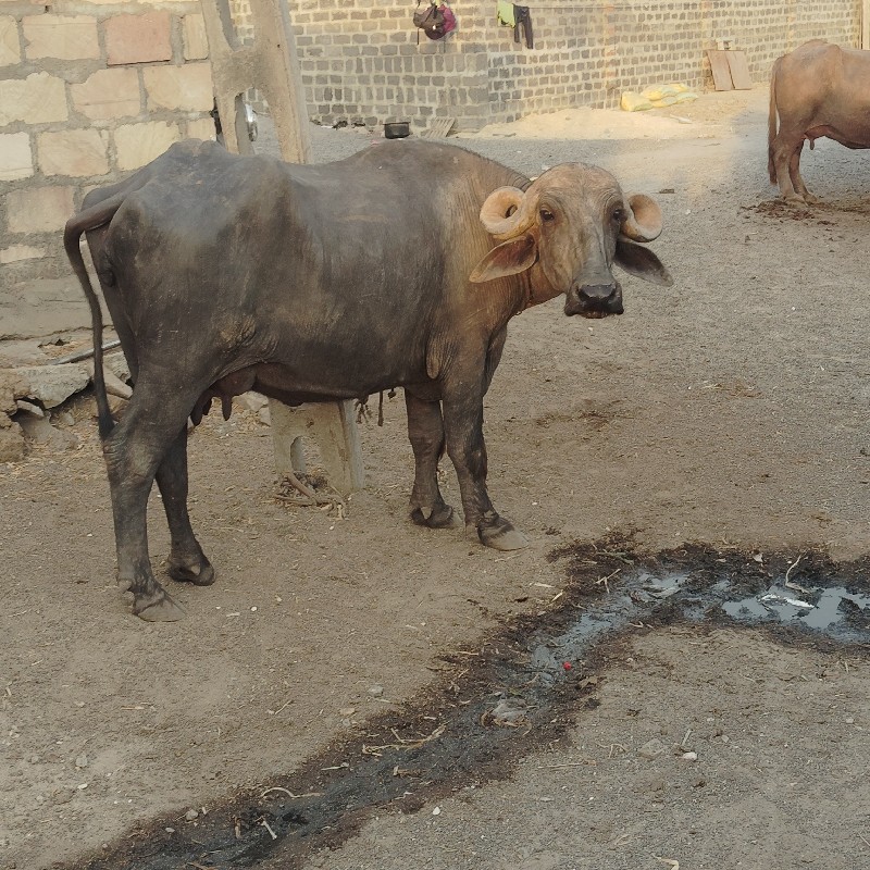 વેચવાની છે કિંમ...