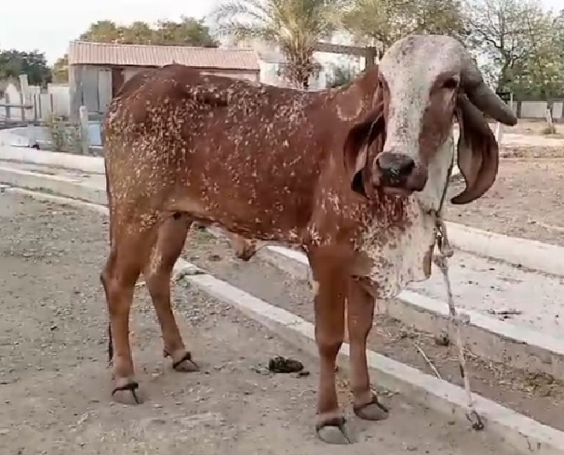 હોડકી વેચવાની છ...