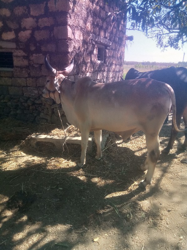 આ ગોઠવો વેચવાનો...