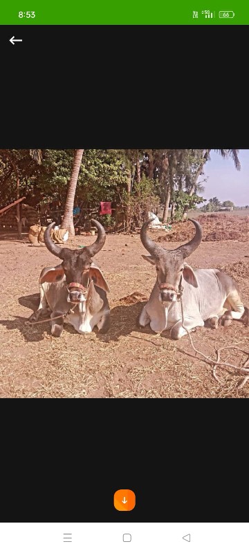 આ બે જોડે વેચવા...