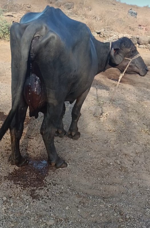 પેલુ વેતરુ વીયા...