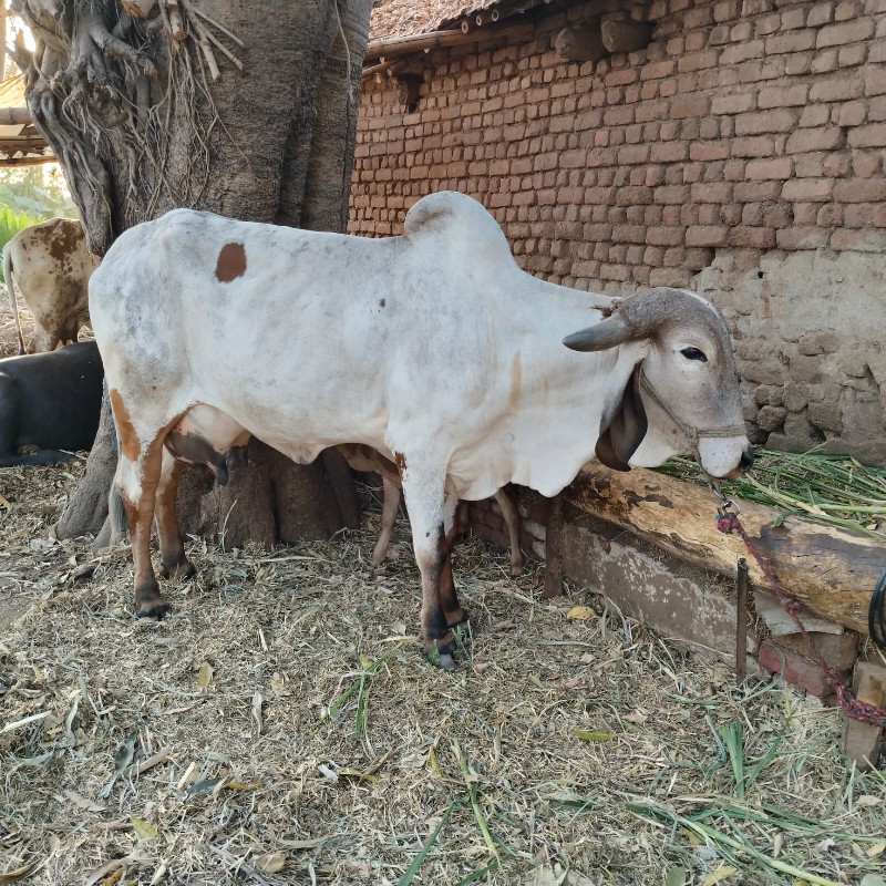 ગીર ગાય