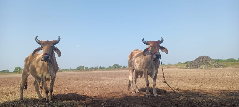 બધે હાલતા કમ્પ્...