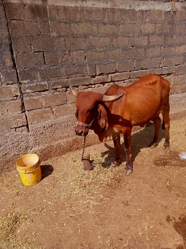 ગાય વેચવાનું છે