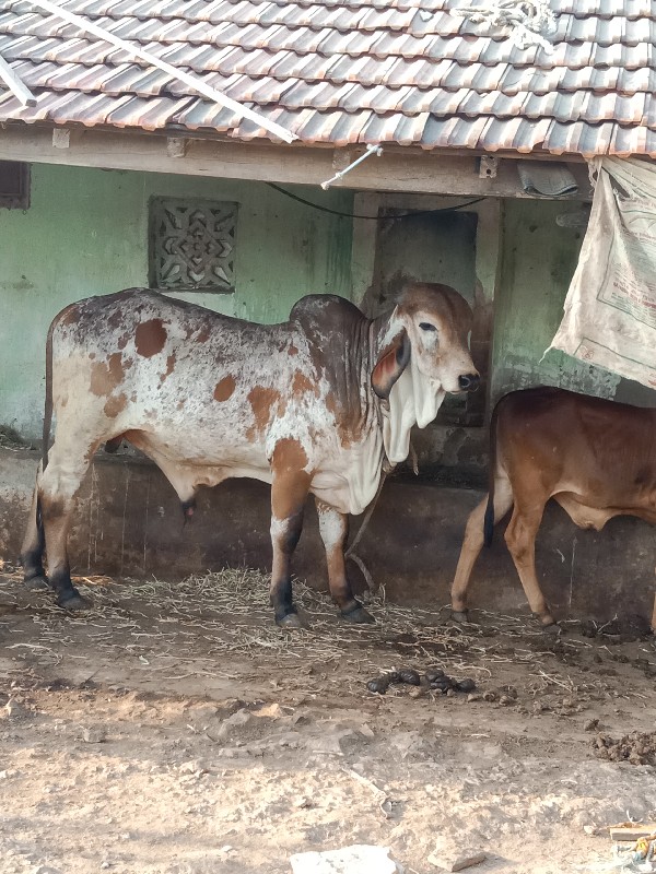 ખૂંટ વેચવનોસે