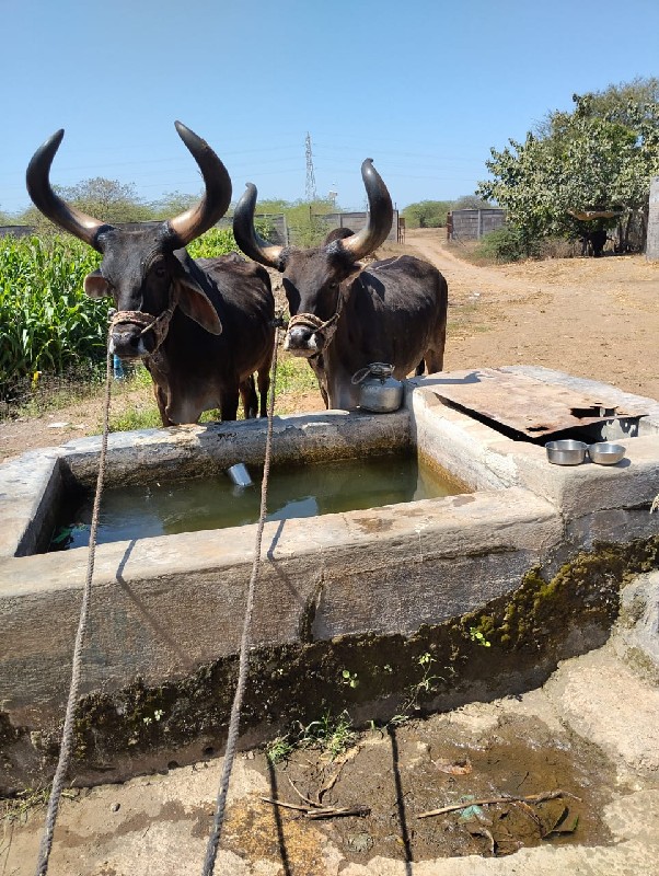 બરદવેચવાનાછે