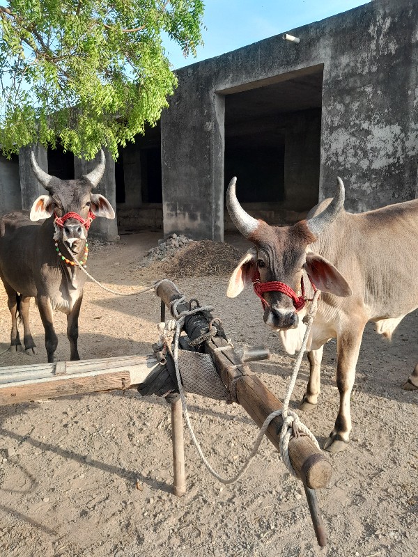 આ બળદ વેચવા ના...