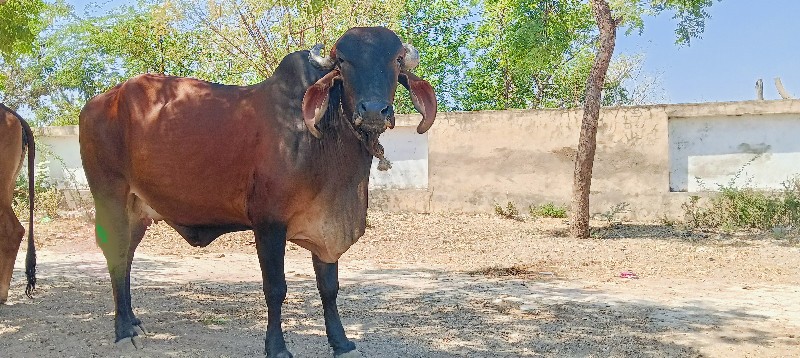 ગાય વેસવાની સે