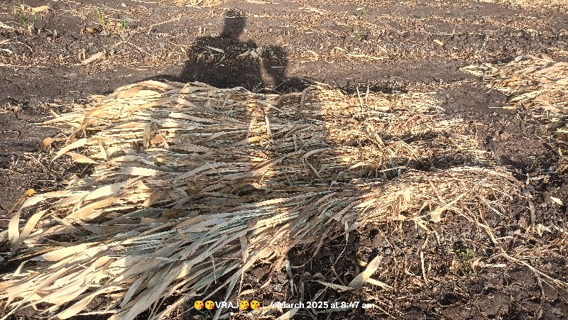 બાજરાનો સારો