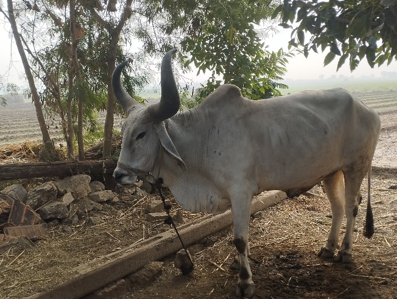 બળદ વેચવા ના છે