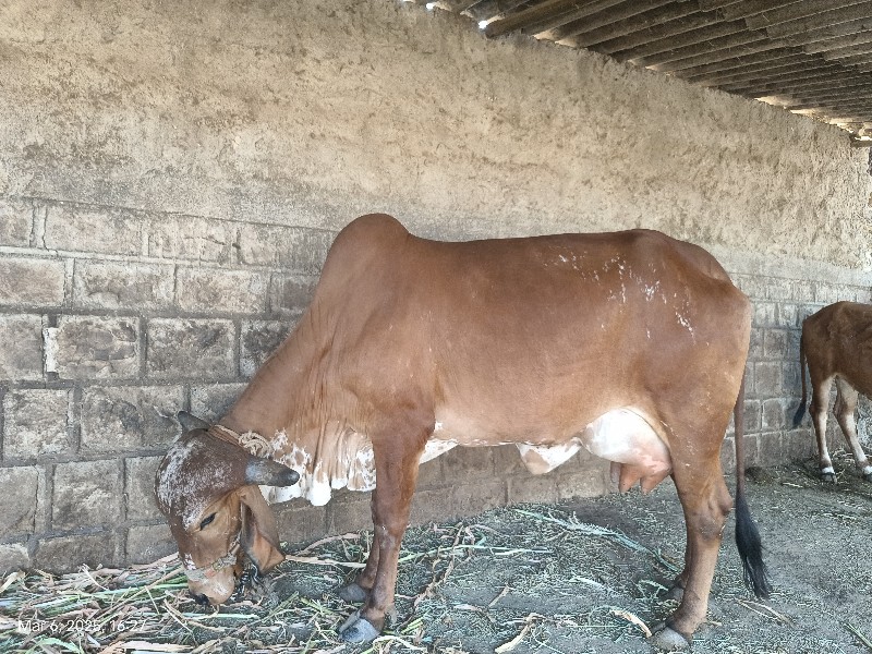 gir cow