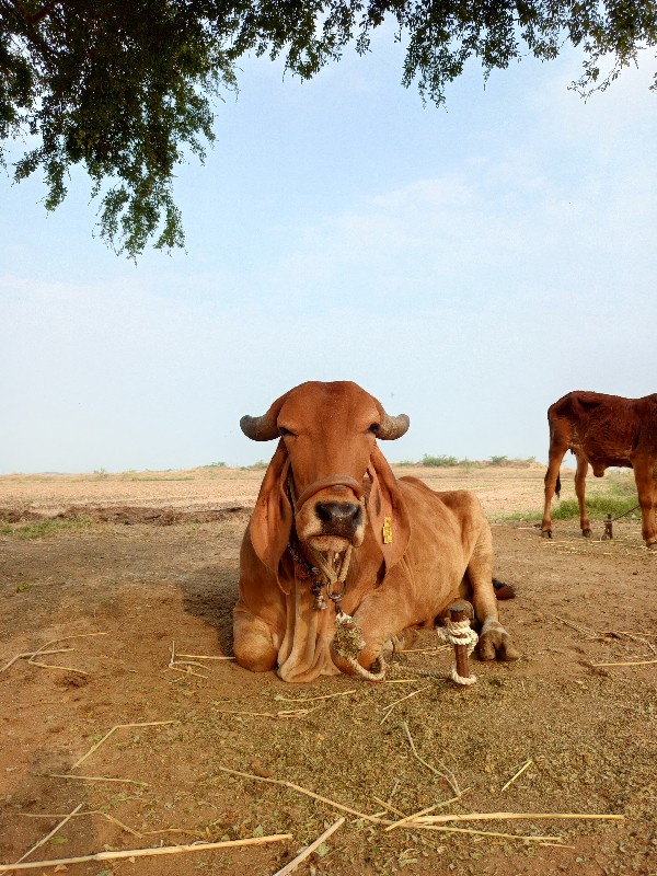 કાભની ગીર ગાય સ...