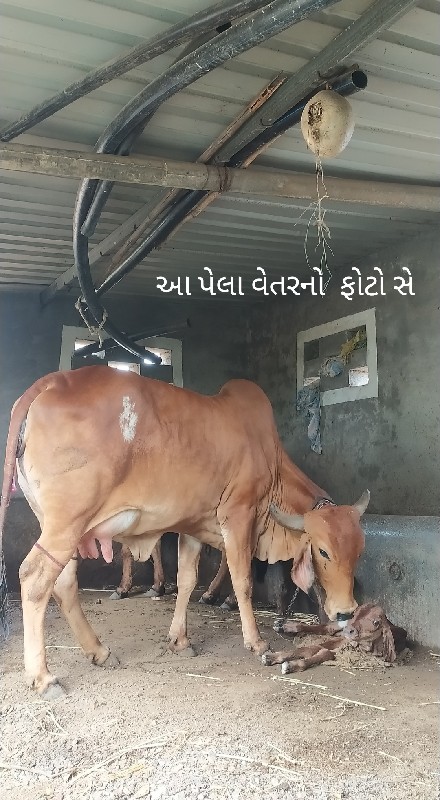 ગીરગાય વેસવાનીસ...