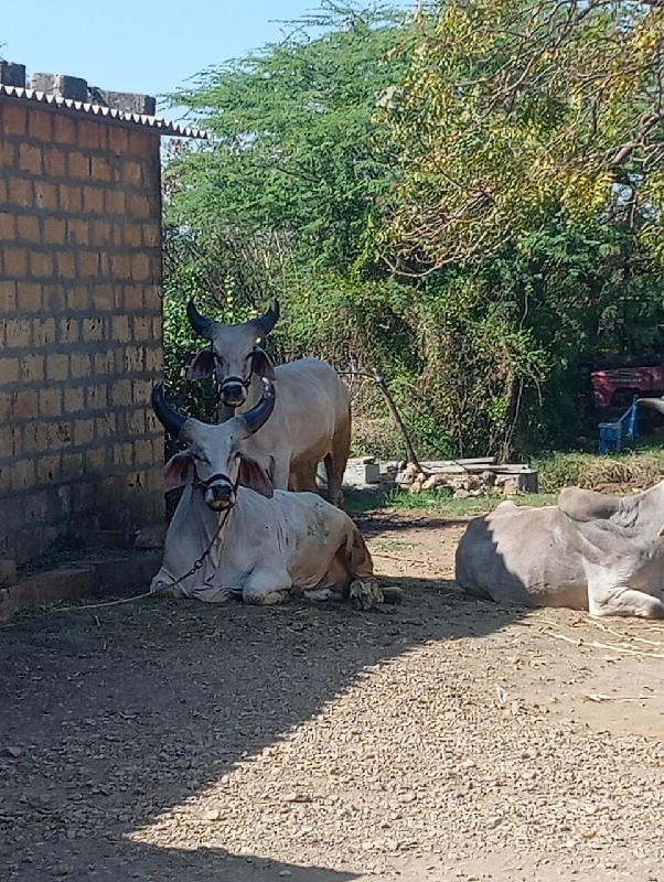 ગોધલા વેચવાના છ...