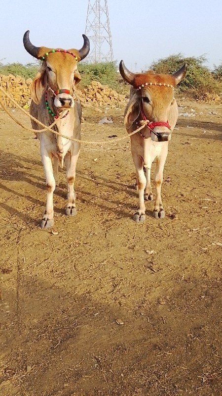 આ ગોદલા વેચવાના...