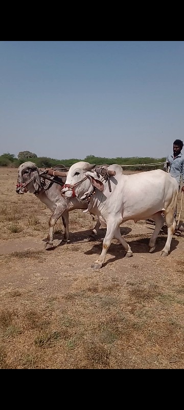 દેવીપુજક લે વેચ