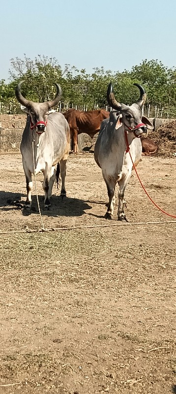 બળદ વેચવાના છે