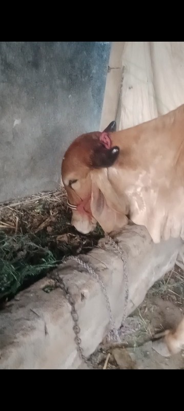 ઓડકી