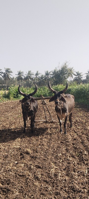 વેચવાના છે