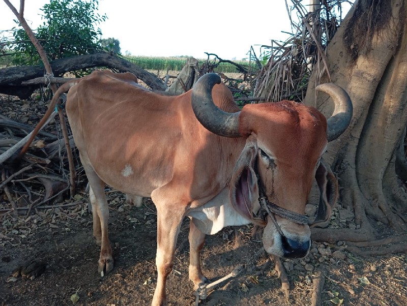 બિજી બળદ ના બળદ...