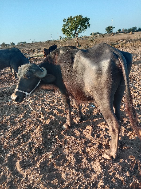 ખડેલી ને ભેસ વે...