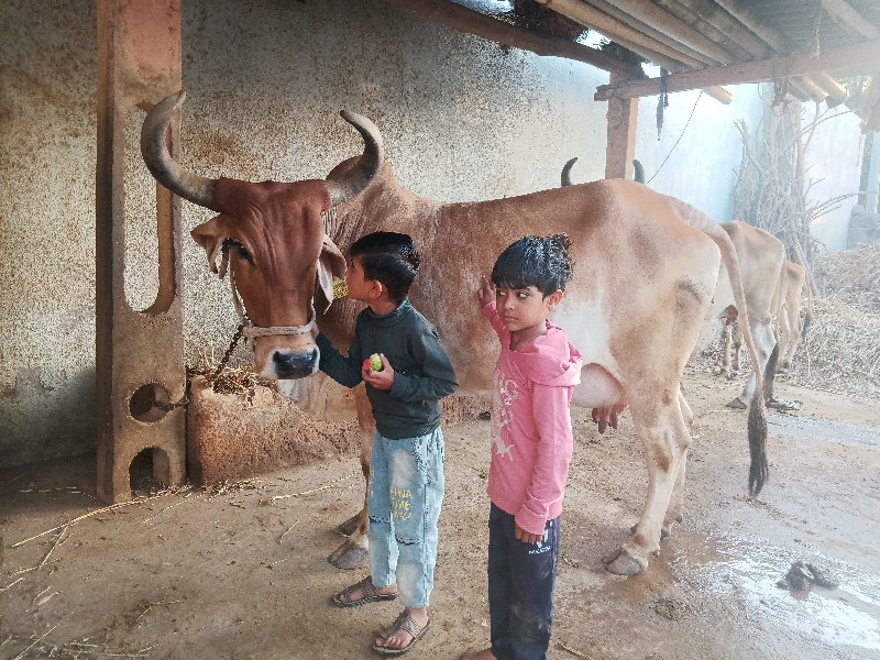 ગાય વેચવા ની છે