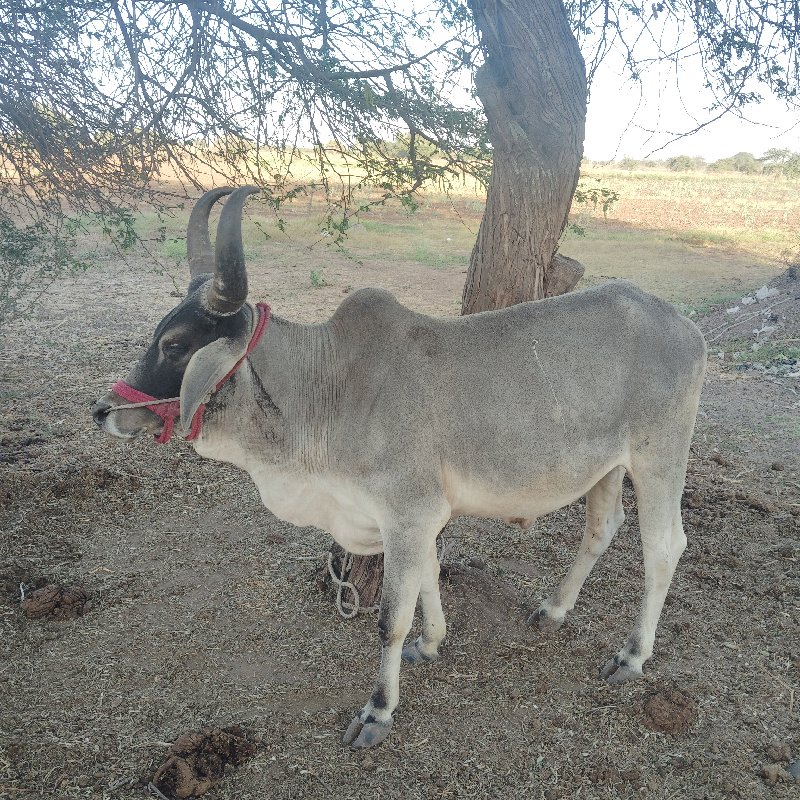 આ ગોઢલા વેચવાના...