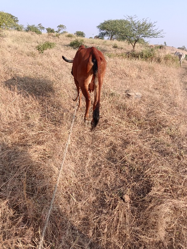 ગાય