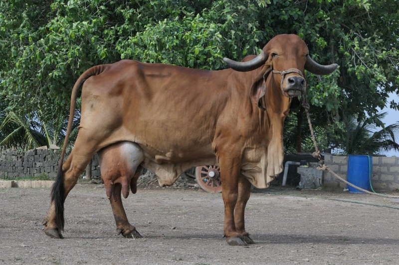 ગાય વેચવાની છે