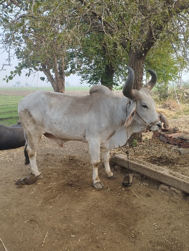 બળદ વેચવા ના છે