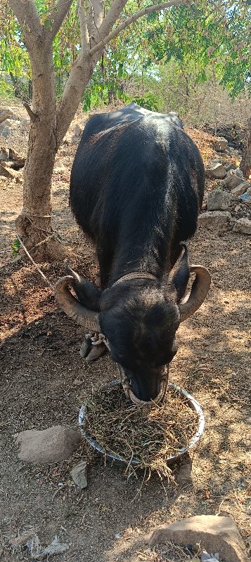 ભેંસ વેચવાની છે