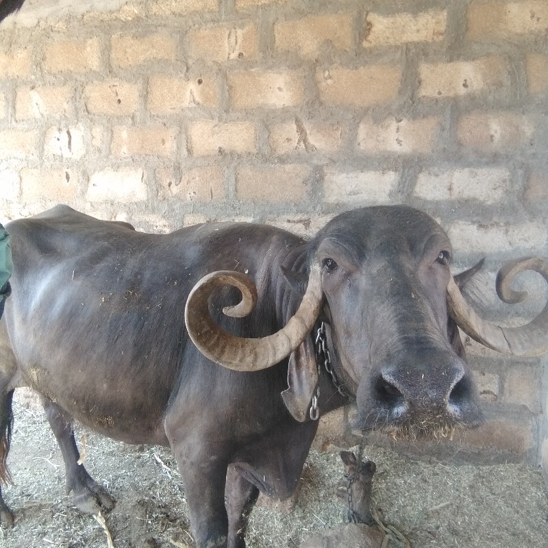 ભેંસ વેચવાની છે