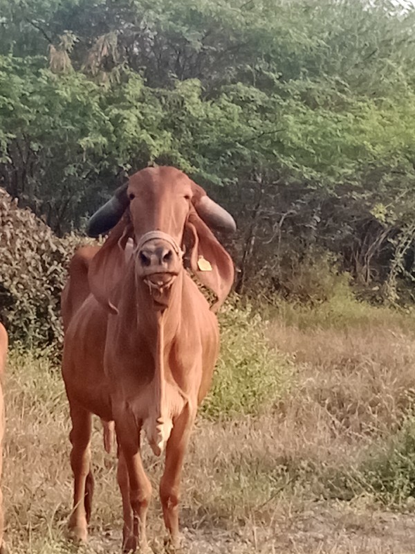 ગીર ગાય વેચવાની...