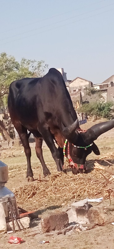 દેવીપુજક લે વેચ