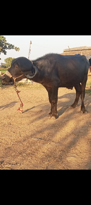 જાફરાબાદી પાડો...