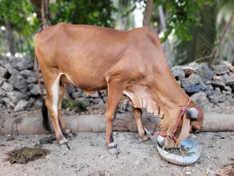 ઞાય વેચવાની છે