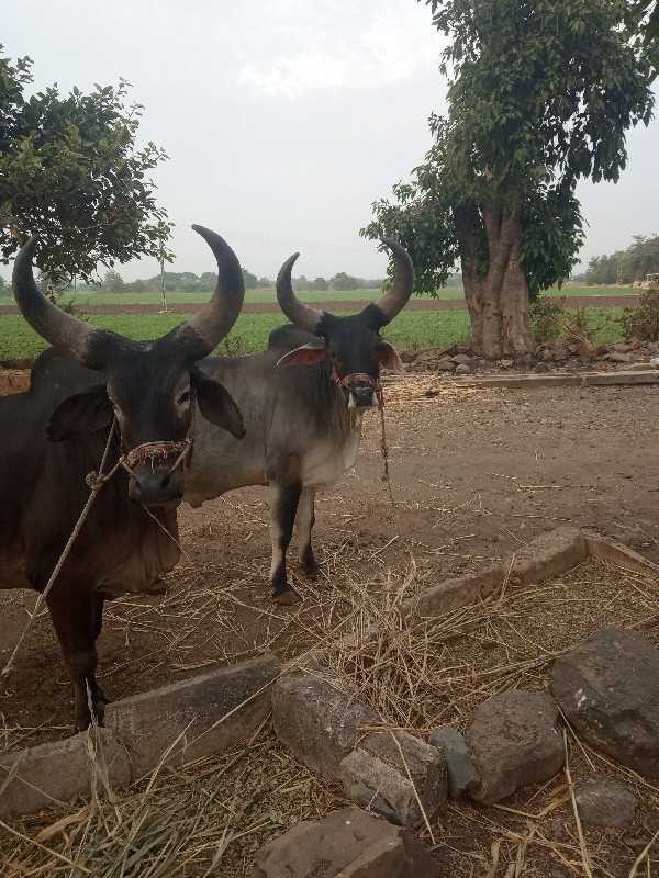 આ ગોઢલા વેચવા ન...