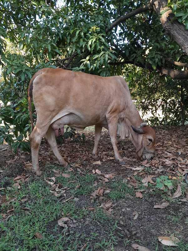 વેચવાની છે