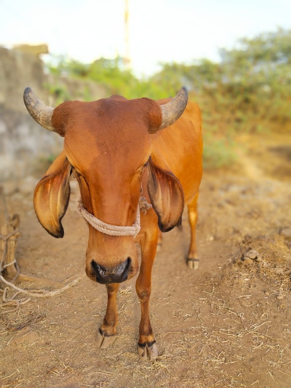 ગાય વહેચવાની છે