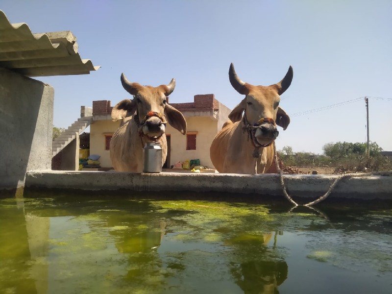 આ ગોધલાનું સાટુ...