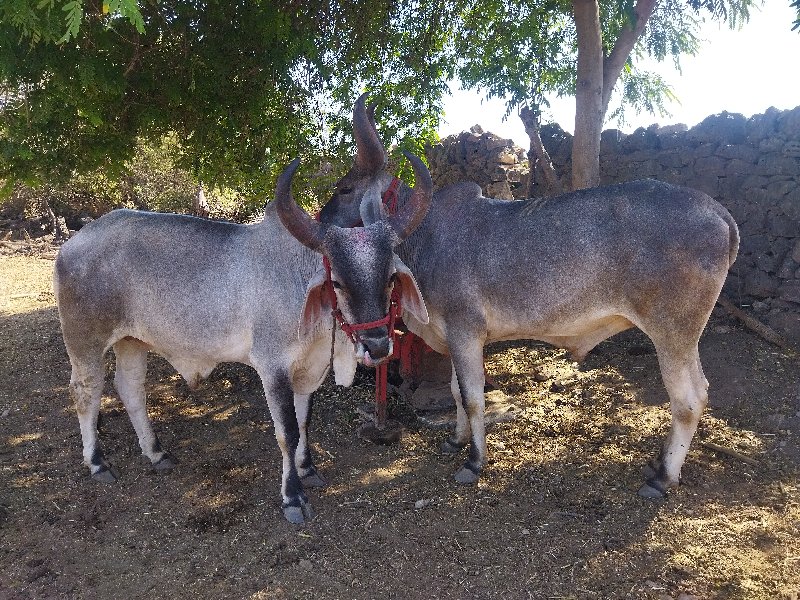 બરધ વેચવાના છે.