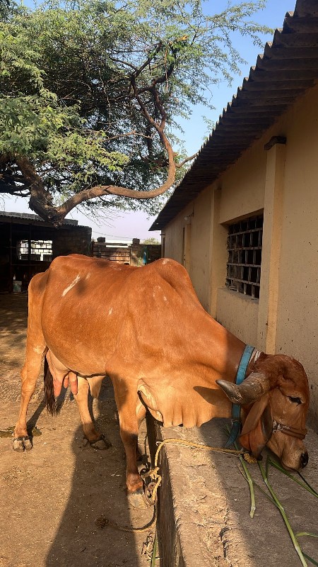 ગાય ( ગીર )