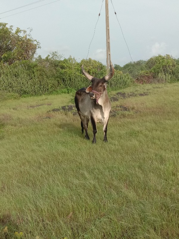 ફૂલ પાળીયારા