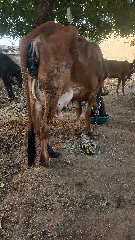 દેશી ગાય પેલું...