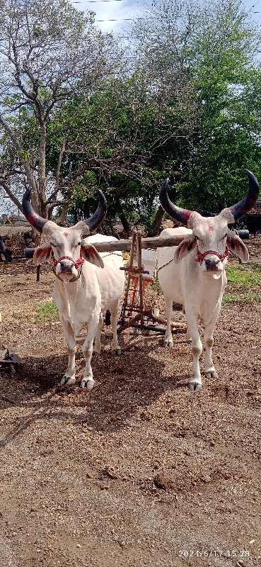 વેચવા ના છે