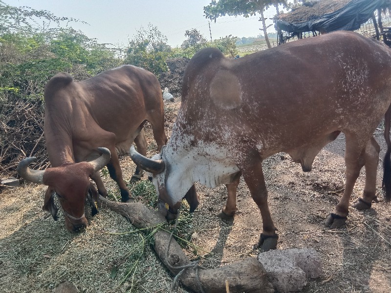 બળદ વેચવાના છે.